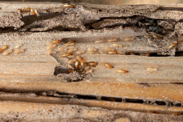 Reliable Sleepy Hollow, WY Pest Control Solutions